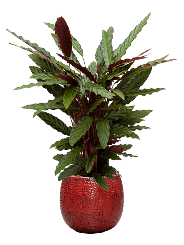 Calathea rufibarba 'Wavestar' in Marly - Foto 49549