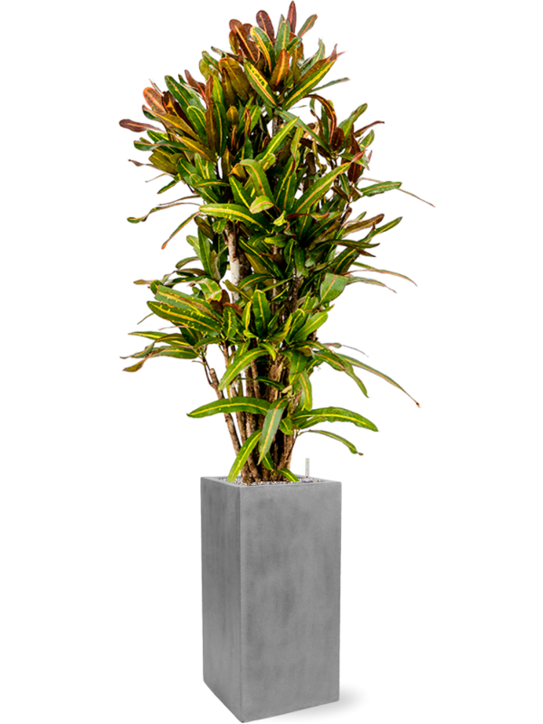 Croton (Codiaeum) variegatum 'Mammi' in Fiberstone - Foto 49609