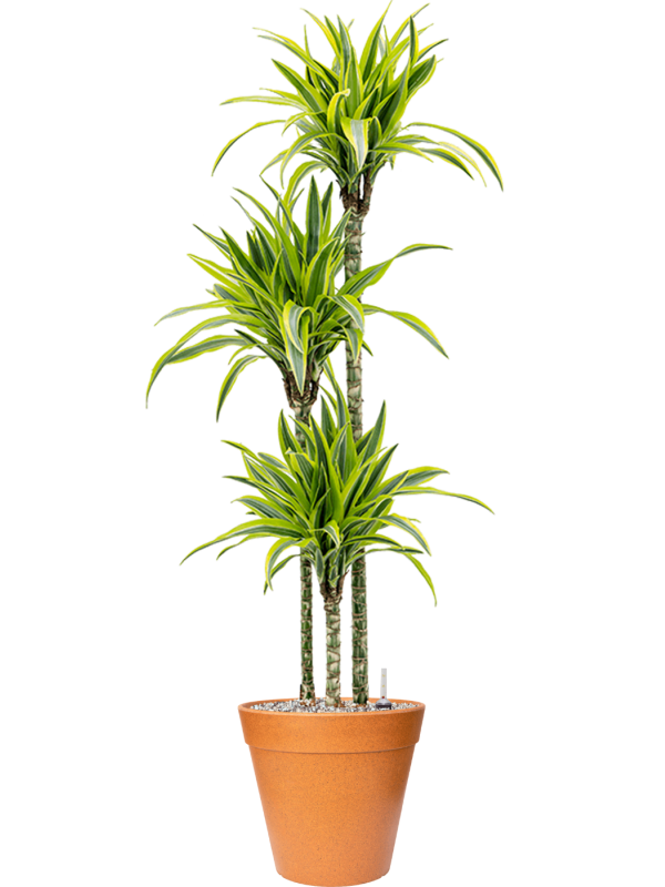 Dracaena fragrans 'Lemon Lime' in Fibrics Bamboo - Foto 49619