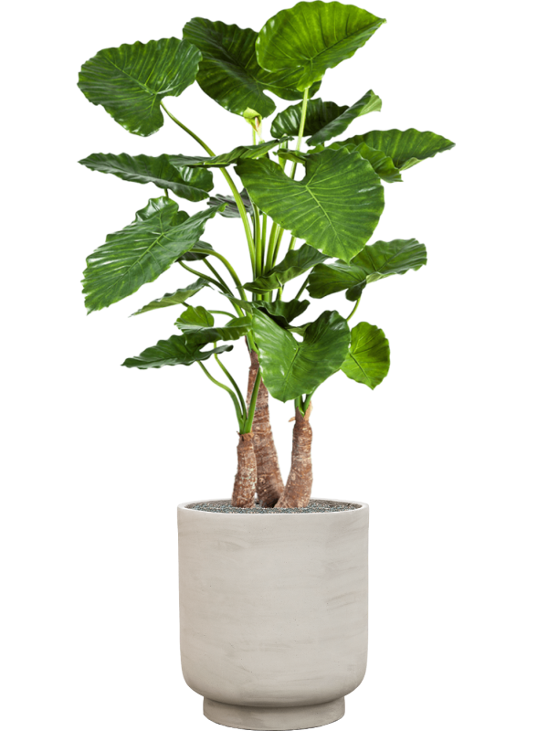 Alocasia calidora in Tale - Foto 49886