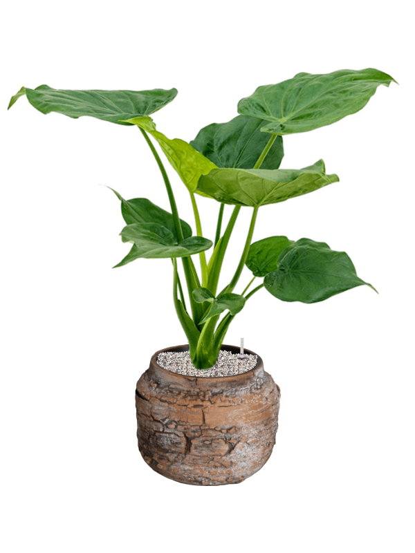 Alocasia cucullata in Magma - Foto 49974