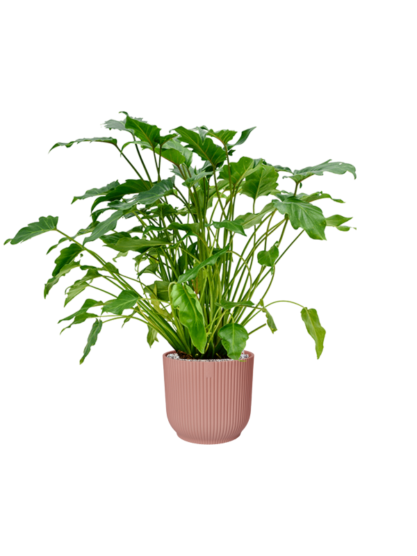 Philodendron 'Xanadu' in Vibes Fold, 27226 - Foto 50019