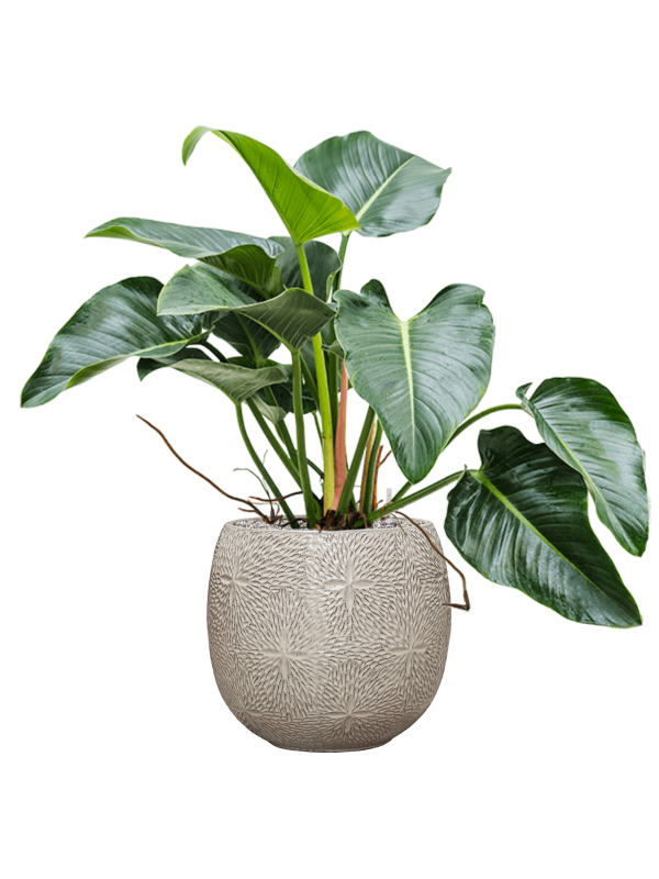 Philodendron 'Green Beauty' in Marly - Foto 50041