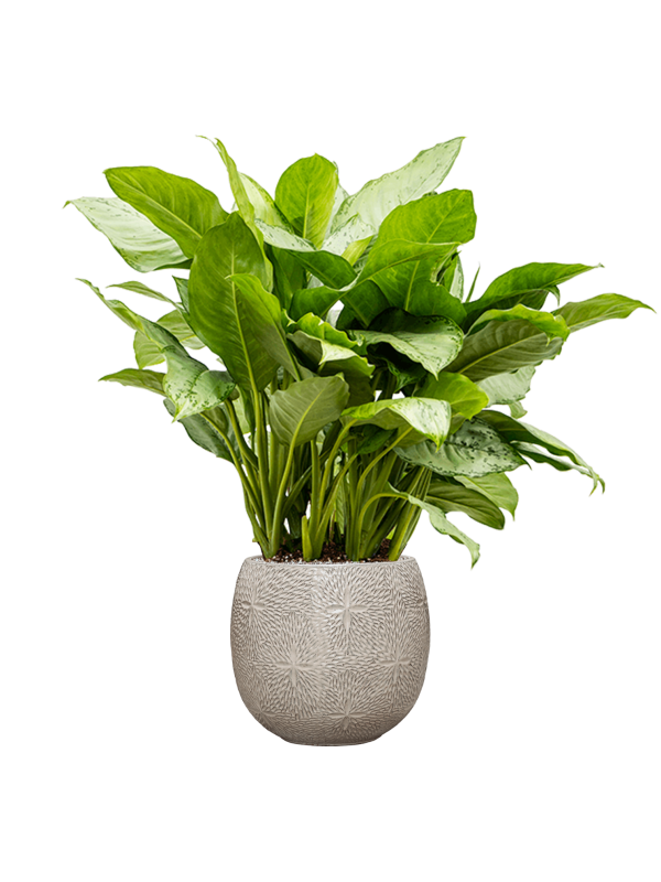 Aglaonema 'Freedman' in Marly, 27258 - Foto 50051