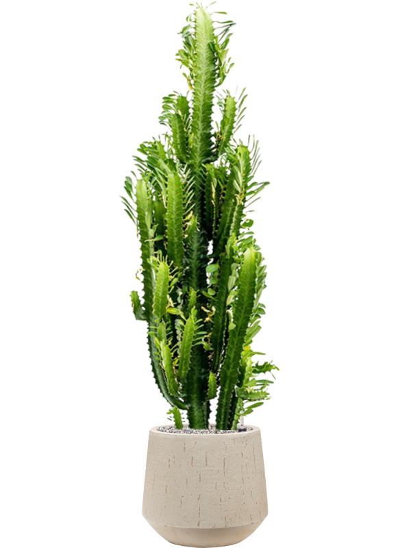 Euphorbia trigona in Baq Raindrop - Foto 50114