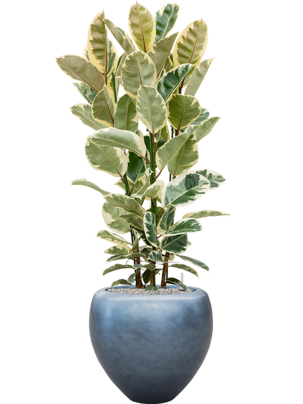 Ficus elastica 'Tineke' in Baq Metallic Silver leaf - Foto 50155