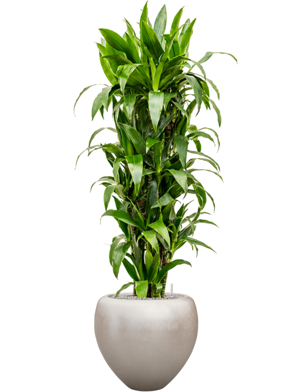 Dracaena fragrans 'Janet Craig' in Baq Metallic Silver leaf - Foto 50161