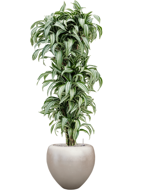 Dracaena fragrans 'Jade Jewel' in Baq Metallic Silver leaf - Foto 50162