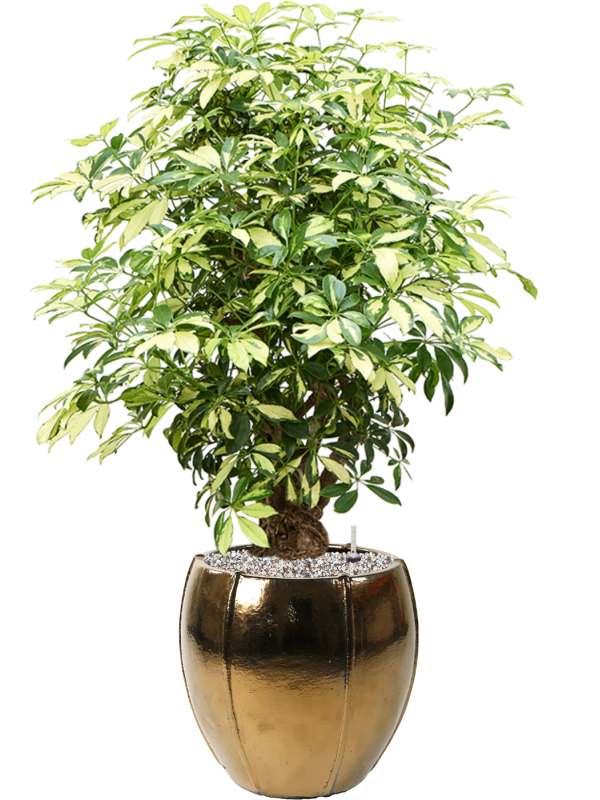 Schefflera arboricola 'Trinette' in Moda - Foto 50169