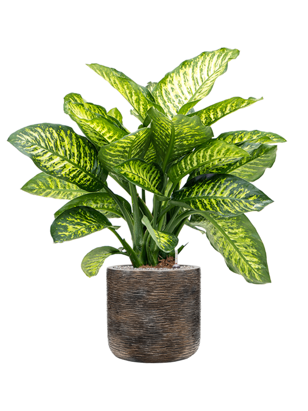 Dieffenbachia seguine 'Maroba' in Baq Luxe Lite Wrinkle - Foto 50368