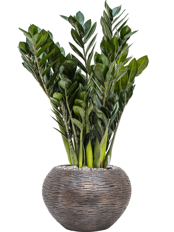 Zamioculcas zamiifolia 'Super Nova' in Baq Luxe Lite Wrinkle - Foto 50383