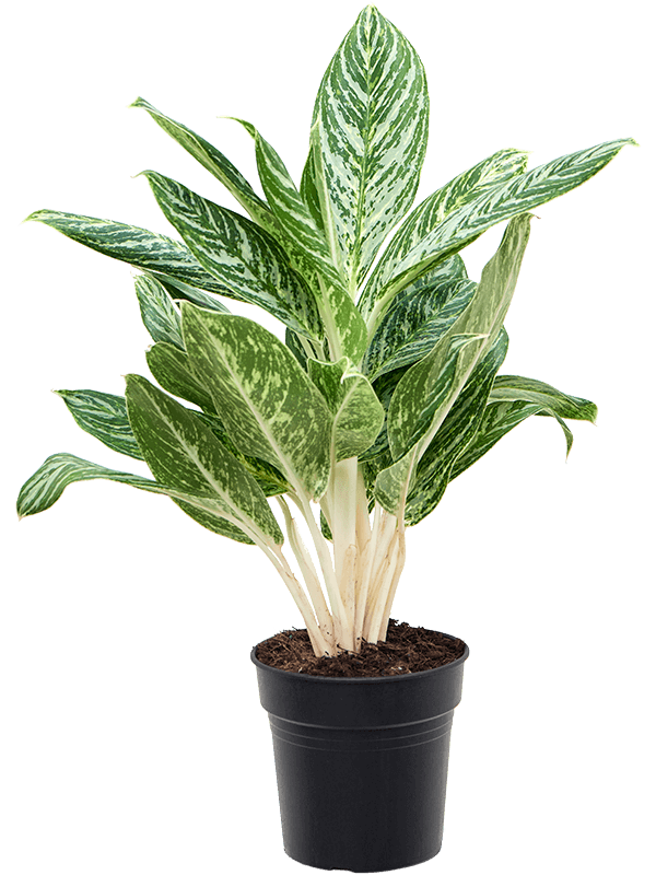 Aglaonema 'Madonna' Tuft - Foto 50620