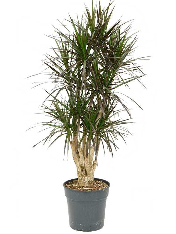 Dracaena marginata 'Margenta' Branched - Foto 50674