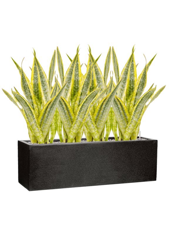 Sansevieria trifasciata 'Lauren' in Capi Lux Terrazzo - Foto 51018