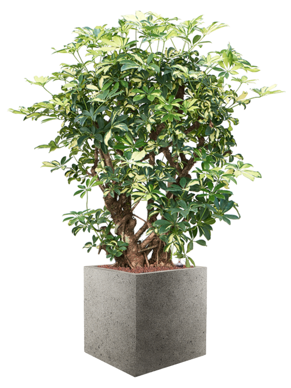 Schefflera trinette in Grigio, 28249 - Foto 51099