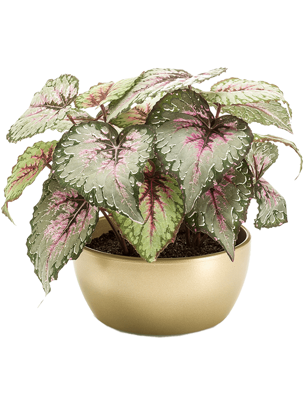 Begonia Grey/Pink in Pearlgold Bowl - Foto 51609