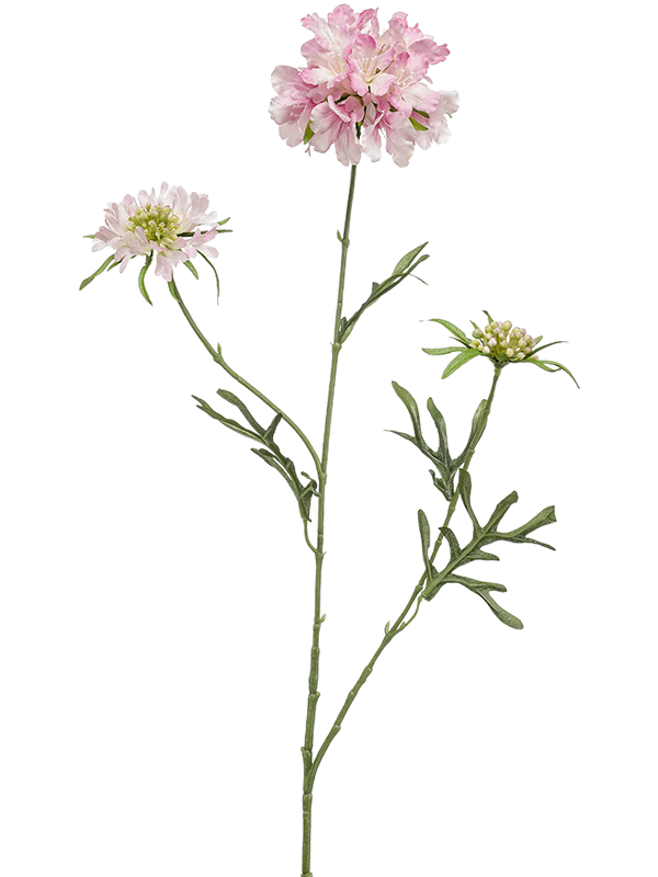 Scabiosa Pink - Foto 51614