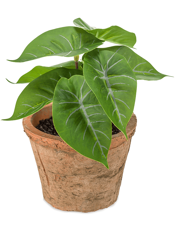 Anthurium Bush in pot - Foto 51662