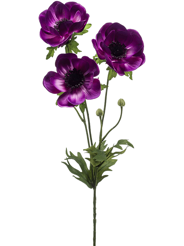 Anemone Purple - Foto 51665