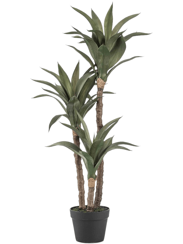 Agave Plant x3 100cm - Foto 51689