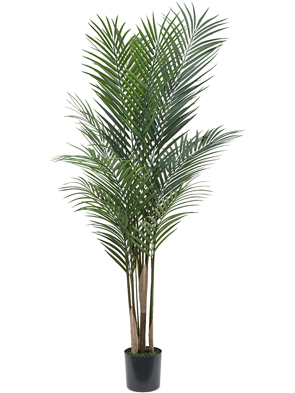 Areca Palm Branched - Foto 51735