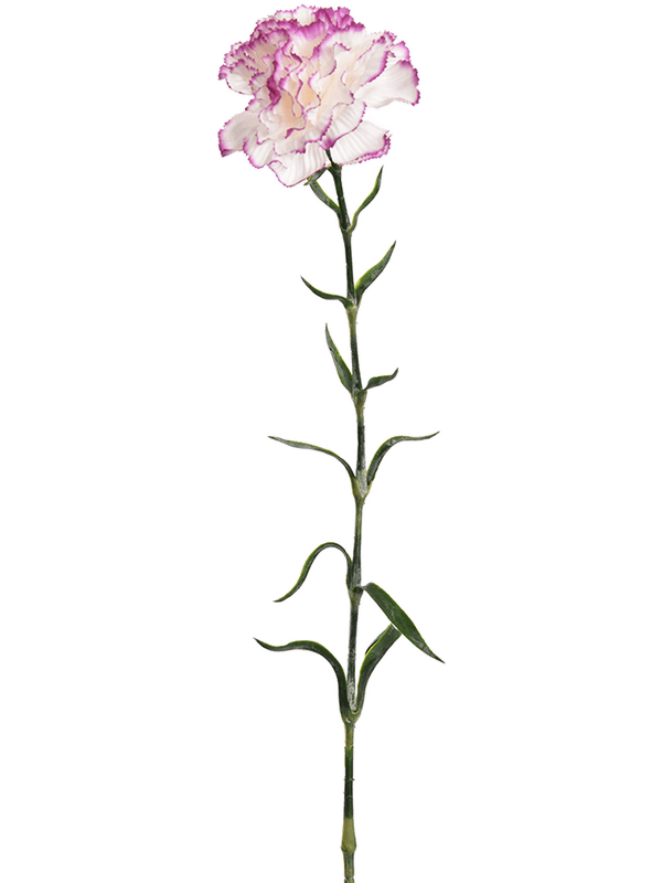 Carnation Lavender - Foto 51756