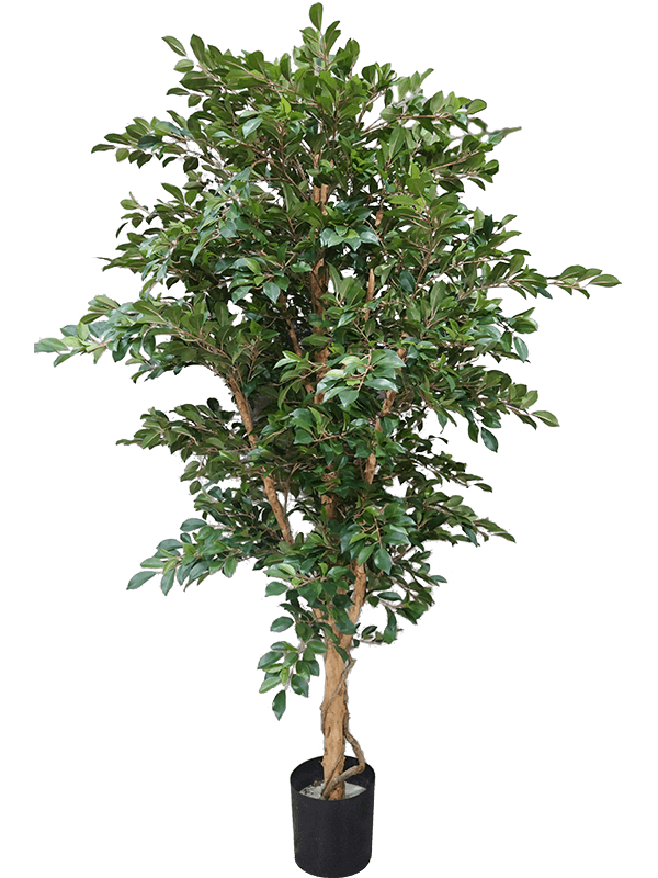 Ficus Folia A-tree Bush - Foto 51782