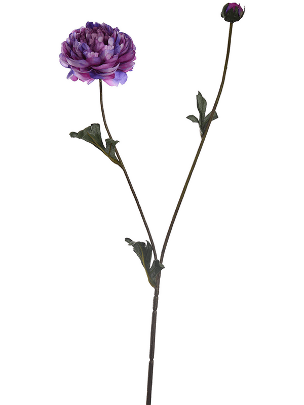 Ranunculus Lavender - Foto 51785