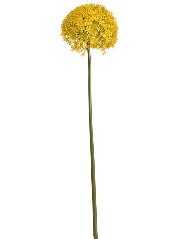 Allium Giganteum Yellow - Foto 51789