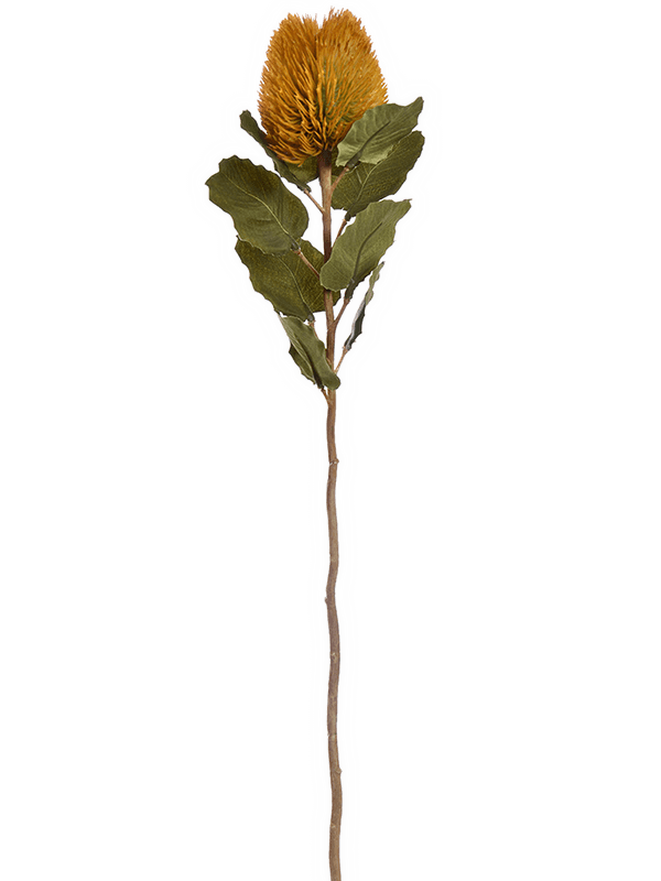 Banksia Mustard - Foto 51793