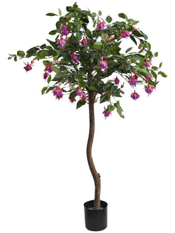 Fuchsia Tree Lavender - Foto 51812