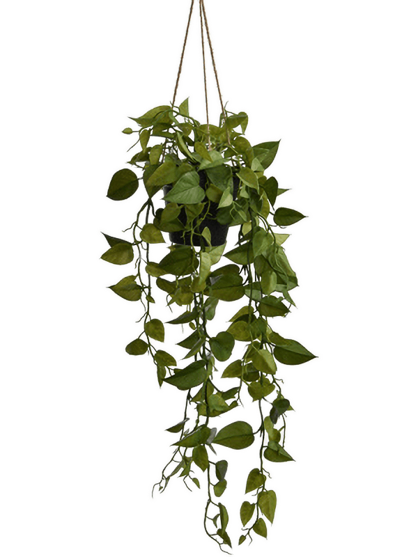 Pothos Hanging Bush - Foto 51818