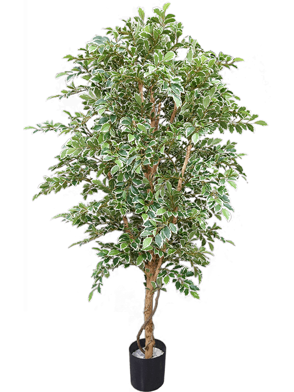 Ficus Folia A-tree White Green - Foto 51827