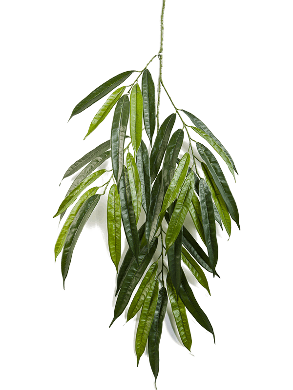Ficus longifolia Branch Typ 2 - Foto 51901