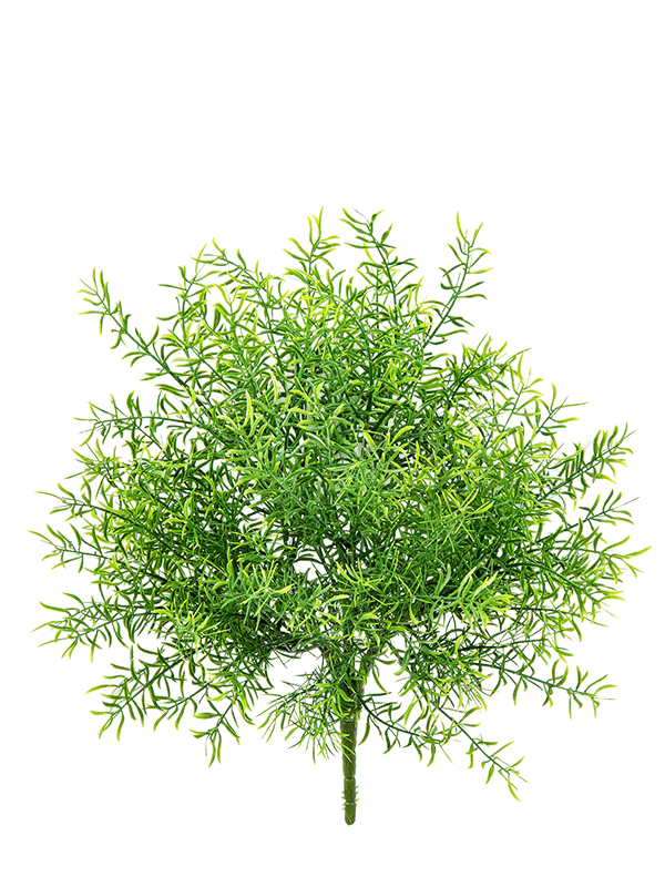 Asparagus Bush - Foto 51906