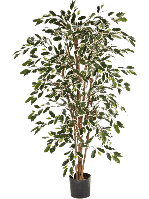 Ficus nitida Var. Branched Typ 2 - Foto 51922