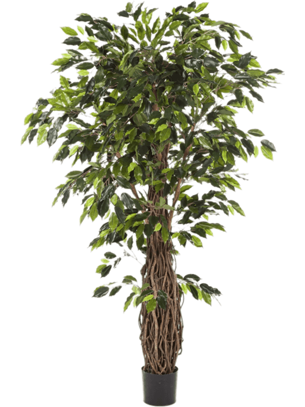 Ficus liana Branched Typ 2 - Foto 51937