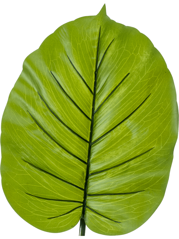 Alocasia Leaf - Foto 56813