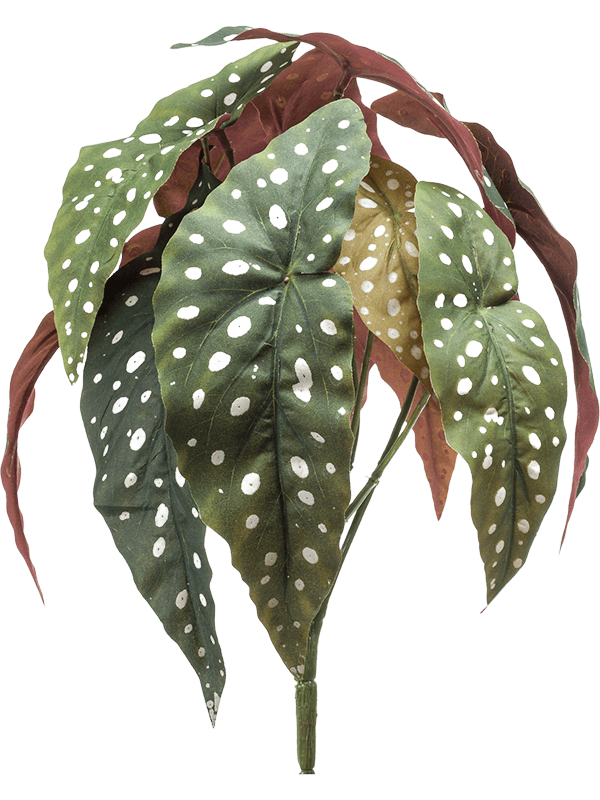 Begonia maculata Bush (12 lvs.) - Foto 56816