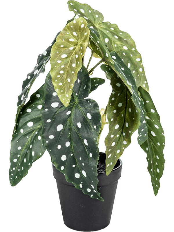 Begonia maculataBush Green In Black Pot - Foto 56817