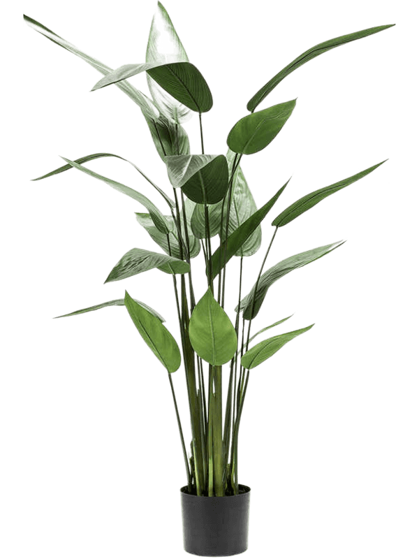Heliconia Tuft (22 lvs.) - Foto 56844