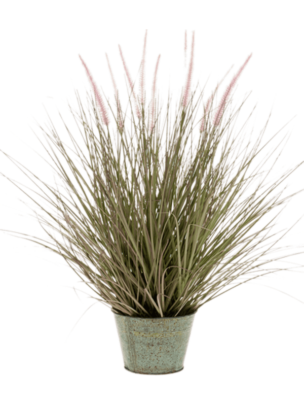 Grass Pennisetum In zinc pot - Foto 56857