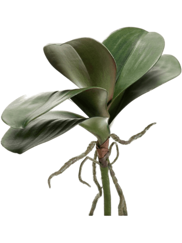 Phalaenopsis Leaves - Foto 56858