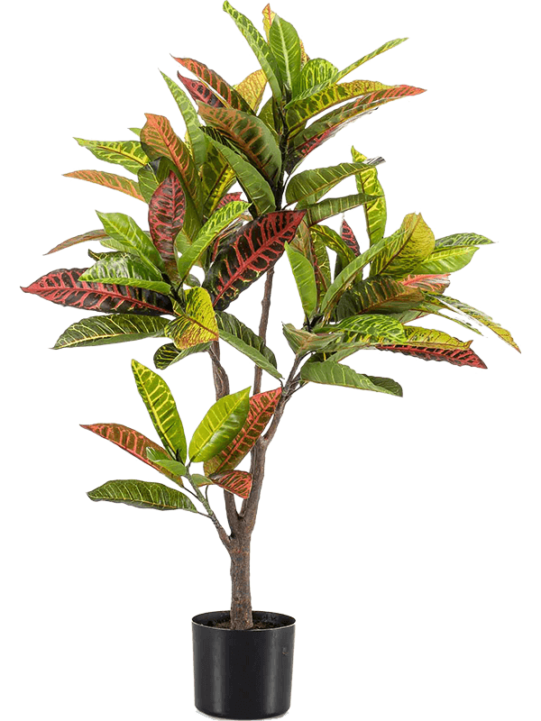 Croton Branched (97 lvs.) - Foto 56904