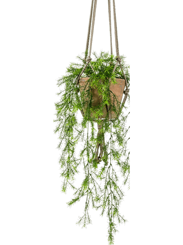 Asparagus sprengeri Hanging Bush - Foto 56907