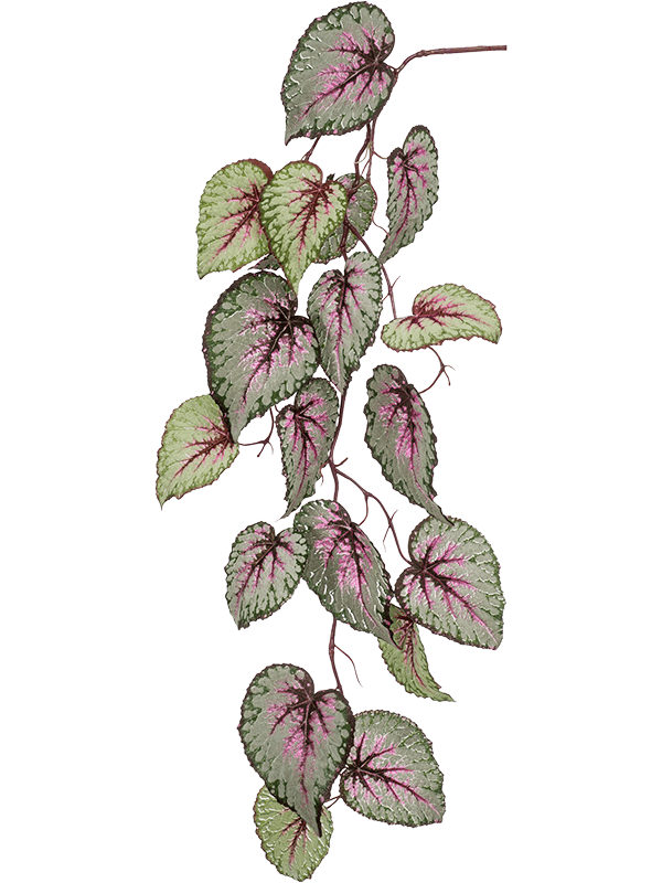 Begonia Hanging Branch Grey/ Pink - Foto 56910