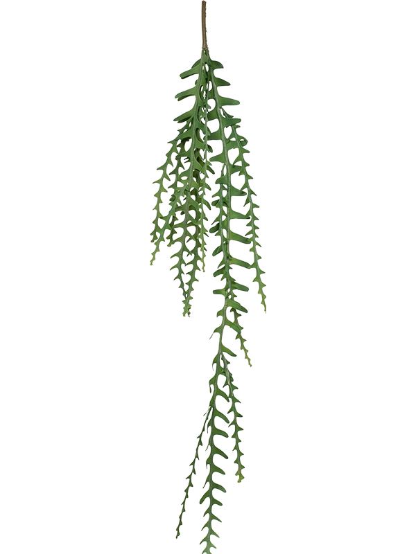 Epiphyllum Branch - Foto 56912