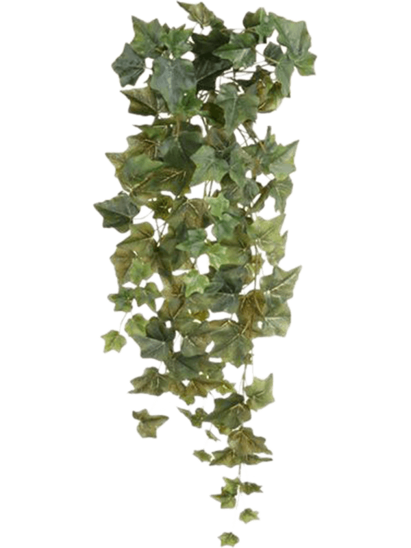 Ivy Hanging Bush - Foto 56924