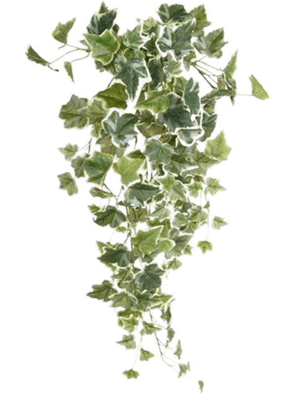 Ivy Hanging Bush - Foto 56925