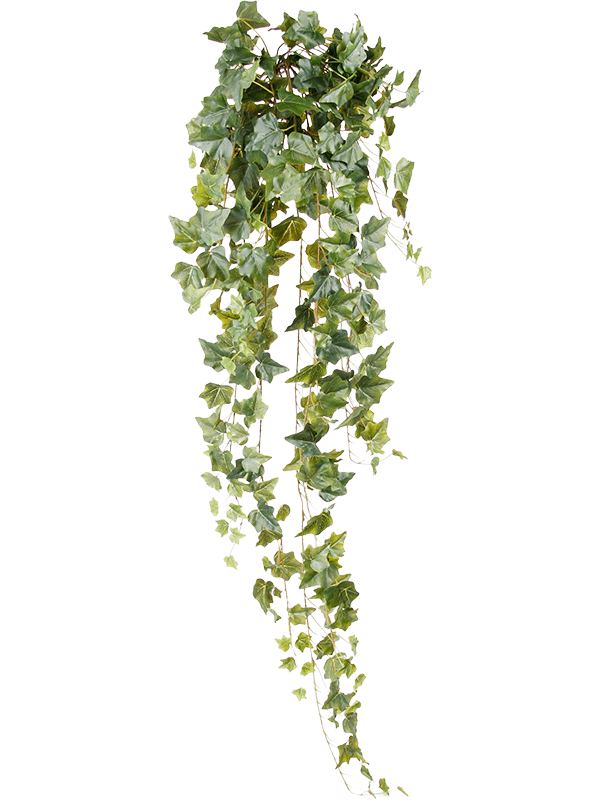 Ivy Hanging Bush - Foto 56927